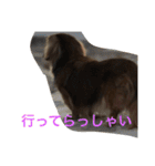 うちの愛犬！（個別スタンプ：4）