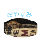 うちの愛犬！（個別スタンプ：6）