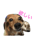 うちの愛犬！（個別スタンプ：8）