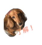 うちの愛犬！（個別スタンプ：11）