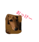 うちの愛犬！（個別スタンプ：12）