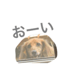 うちの愛犬！（個別スタンプ：14）