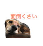 うちの愛犬！（個別スタンプ：20）