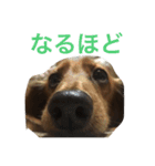 うちの愛犬！（個別スタンプ：24）