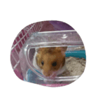 hamster-2（個別スタンプ：3）