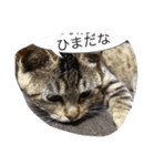 野良猫ちっち（個別スタンプ：5）