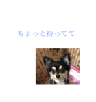 ブラックタンちわわ（個別スタンプ：11）