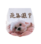 Prince ＆ Princess and three dogs！（個別スタンプ：27）