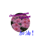 The Language of Flower（個別スタンプ：3）