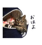 猫のイチローくんスタンプ（個別スタンプ：1）