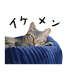 猫のイチローくんスタンプ（個別スタンプ：14）