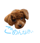 わさび、犬、スタンプ（個別スタンプ：2）