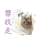 Afatfat cat ＆ Bonjour（個別スタンプ：12）