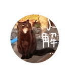 身近な黒猫たち（個別スタンプ：8）