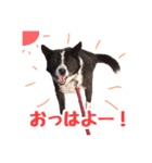 毎日使おう！【雑種犬コリン】写真スタンプ（個別スタンプ：14）