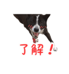 毎日使おう！【雑種犬コリン】写真スタンプ（個別スタンプ：15）