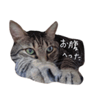 4cat stamp2（個別スタンプ：6）