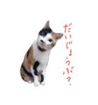 4cat stamp2（個別スタンプ：13）