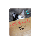 4cat stamp2（個別スタンプ：15）