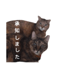 4cat stamp2（個別スタンプ：21）