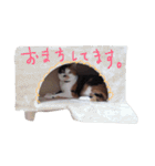 4cat stamp2（個別スタンプ：38）