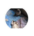 Pug dog thailand（個別スタンプ：1）