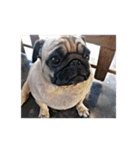 Pug dog thailand（個別スタンプ：2）