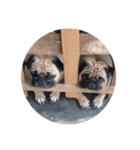 Pug dog thailand（個別スタンプ：5）