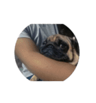 Pug dog thailand（個別スタンプ：7）