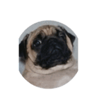 Pug dog thailand（個別スタンプ：10）