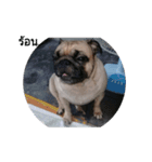 Pug dog thailand（個別スタンプ：13）