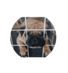 Pug dog thailand（個別スタンプ：14）