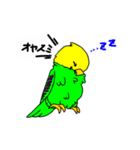 3種のインコちゃんスタンプ（個別スタンプ：20）