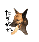 シェパード ミックス犬 雑種 スパイク（個別スタンプ：36）