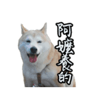 shibainu.Cola sister（個別スタンプ：18）