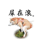 shibainu.Cola sister（個別スタンプ：19）