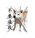 shibainu.Cola sister（個別スタンプ：21）