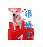 shibainu.Cola sister（個別スタンプ：24）