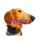 dachshud"Mac"（個別スタンプ：2）