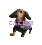 dachshud"Mac"（個別スタンプ：4）