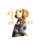 dachshud"Mac"（個別スタンプ：5）