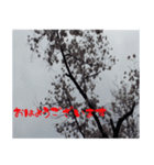 桜の写真と敬語（個別スタンプ：1）