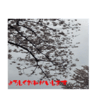 桜の写真と敬語（個別スタンプ：2）