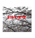 桜の写真と敬語（個別スタンプ：3）
