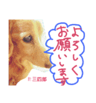 meme.chamo.dogs.family.（個別スタンプ：8）