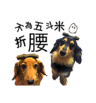 Long haired Dachshund-Rou Song ＆ Tie Dan（個別スタンプ：1）