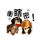 Long haired Dachshund-Rou Song ＆ Tie Dan（個別スタンプ：2）