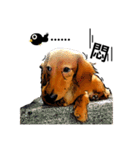 Long haired Dachshund-Rou Song ＆ Tie Dan（個別スタンプ：5）