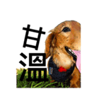 Long haired Dachshund-Rou Song ＆ Tie Dan（個別スタンプ：7）