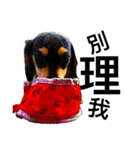 Long haired Dachshund-Rou Song ＆ Tie Dan（個別スタンプ：13）